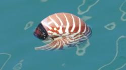 Probably empty floating nautilus shell at the marina